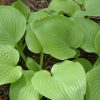 Hosta Fried Bananas #1 - Image 2